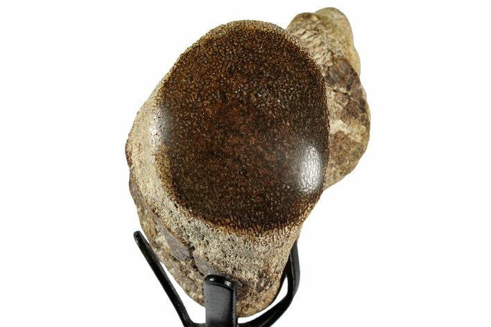 Polished Fossil Mosasaur Vertebra w/ Metal Stand - Texas #350995